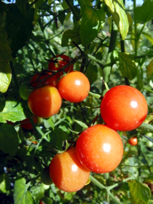Ambrosia Rose UBX (experimental, high Brix)